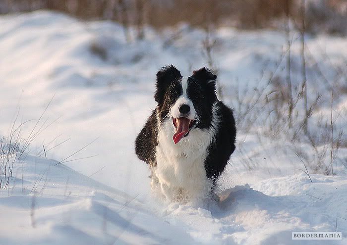 20091220-snowwalking473_W.jpg