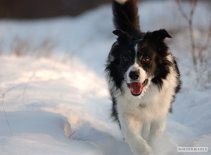 20091220-snowwalking560_W.jpg