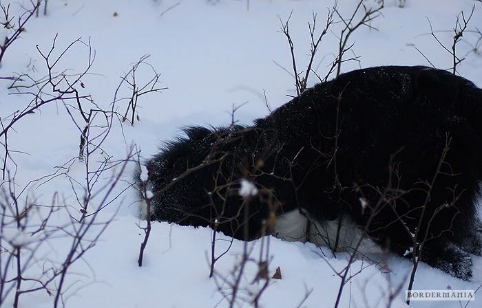 20091220-snowwalking561_W.jpg