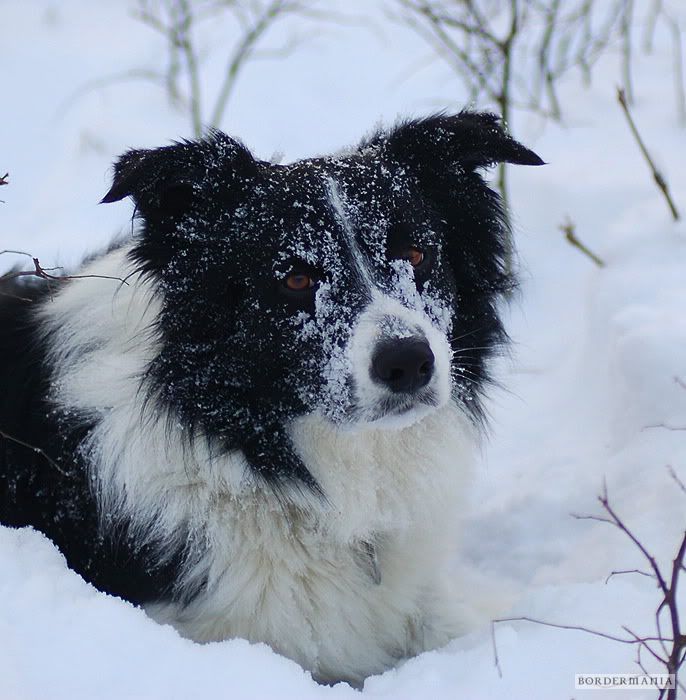 20091220-snowwalking568_W.jpg