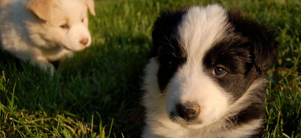 BorderCollie_2.jpg