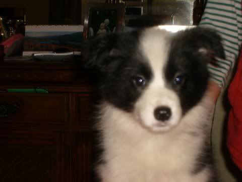 Skye_8weeks2.jpg