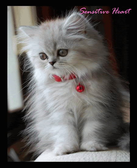 cat Pictures, Images and Photos
