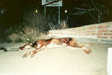 Galgos are left to die on streets after the hunting season is over!
