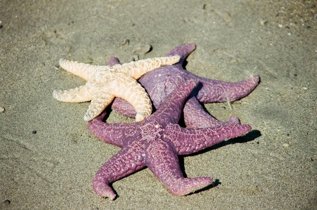 Звездная болезнь. 