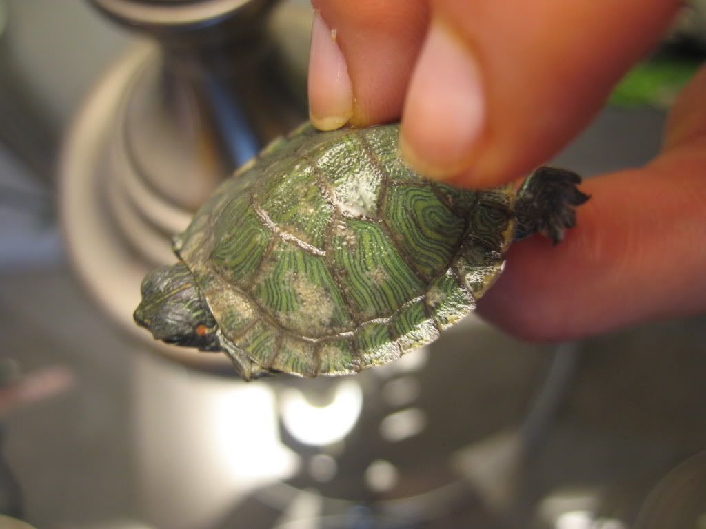 Redearslider.com :: View Topic - Turtle Has White Slivery Spots Help!