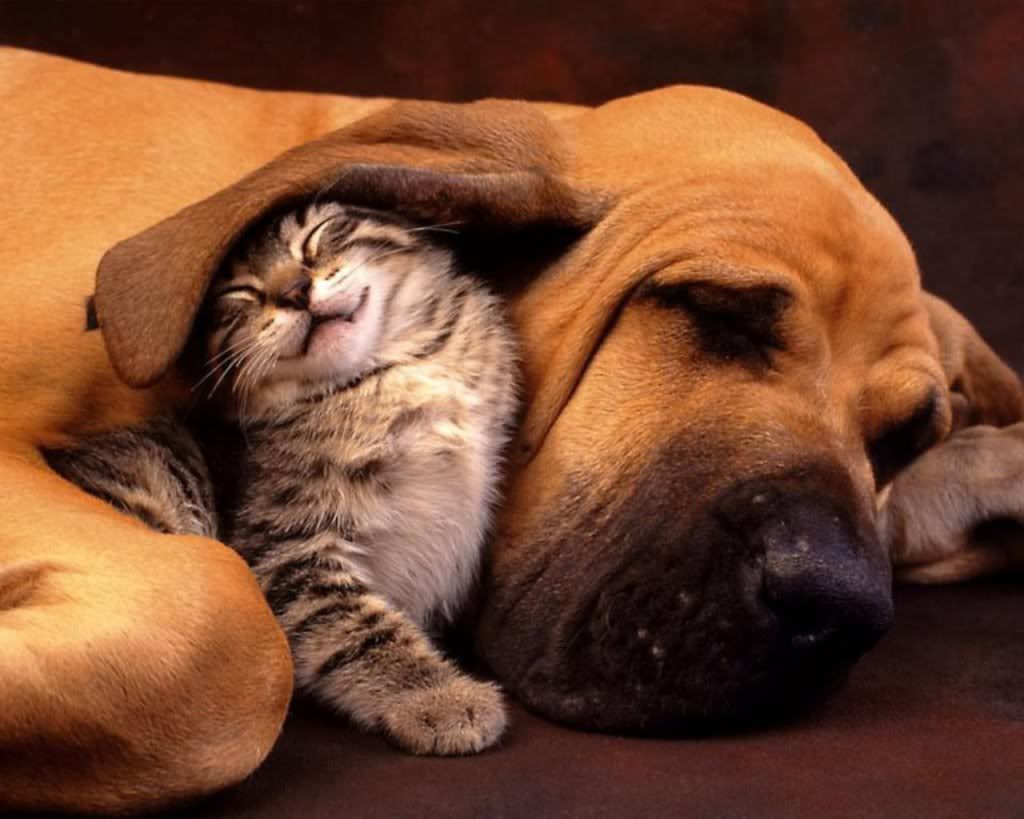 kittyandpuppysleepingtogether.jpg dog and kitten image by truffles4479