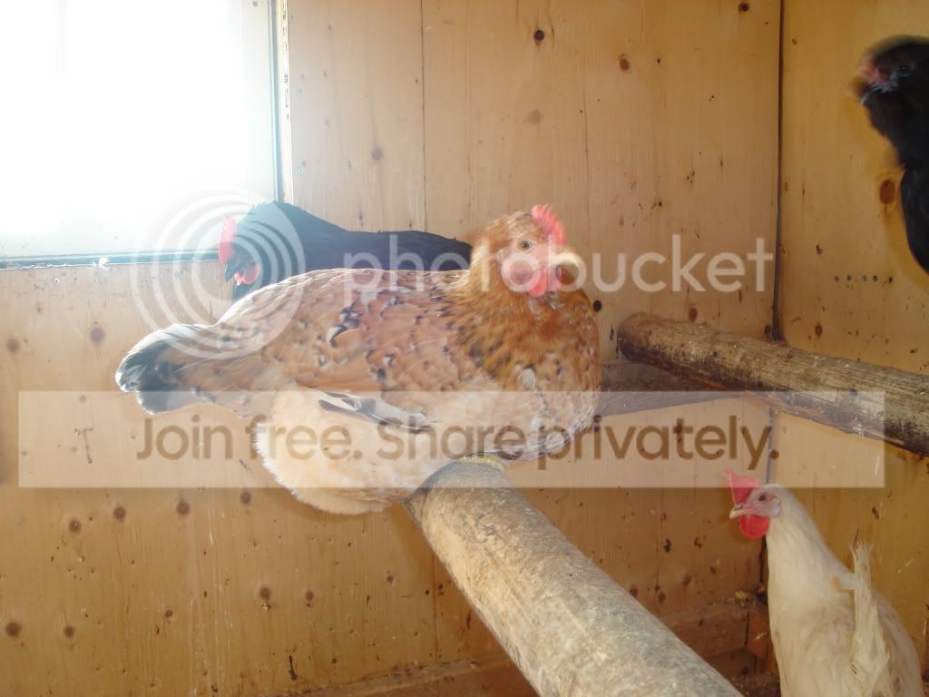 Euskal Oiloa / Basque | BackYard Chickens - Learn How to Raise Chickens